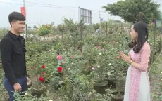 Người dân thôn Hạ Lôi hồi sinh những cánh đồng hoa đón Tết
