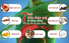 7 thảo dược quý tự nhiên giúp bảo vệ và giảm các triệu chứng bệnh về gan