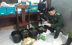 Mua hạt cần sa trên Facebook để... trồng thử