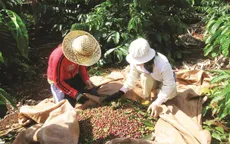 Sản xuất và xuất khẩu cà phê vẫn gặp khó