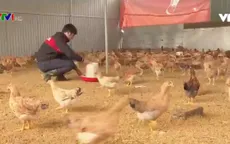 Người dân vùng lũ khôi phục sản xuất để đón Tết
