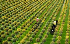 Về Sa Đéc, trải nghiệm sắc xuân miệt vườn
