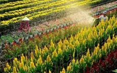 Phát triển du lịch từ làng hoa