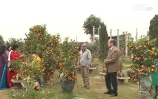 Làng quất Tứ Liên hút khách những ngày cận Tết