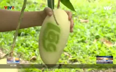 Bậc thầy xoài in chữ