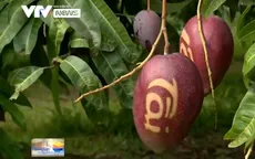 Xoài đỏ in thư pháp bán với giá 500.000/trái dịp Tết