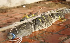 Đã bắt được cá sấu nặng 30kg giữa hồ nước sát khu dân cư