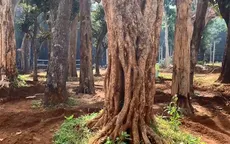 Cây cổ thụ về xuôi - Thú chơi "tận diệt" núi rừng