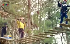 Đi bộ ngắm rừng thông trên cao