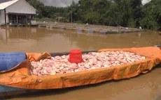Hàng trăm tấn cá bè trên sông Đồng Nai chết trắng