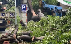 Hà Nội: Cây cổ thụ bất ngờ bật rễ đổ vào nhà dân trên phố Lý Thái Tổ