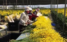 Giá rau, hoa Đà Lạt tăng mạnh trở lại