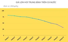 Giá thịt lợn đã "nhảy múa" như nào trong 10 tháng qua?