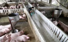 Thông tin tồn đọng 8 triệu con lợn trong chuồng là không chính xác