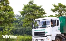 100 cây hoa sữa chuyển về bãi rác Nam Sơn sau 2 năm đã xanh tốt và nở hoa ngào ngạt