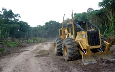 Congo sẽ cấm xuất khẩu gỗ tròn để giảm phá rừng, phục hồi và tái tạo rừng tự nhiên