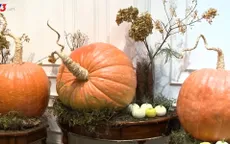 Chi cả chục triệu đồng mua bí ngô khổng lồ chơi Halloween