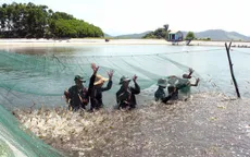 Phát triển nuôi biển trở thành ngành sản xuất hàng hóa quy mô lớn