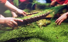 Thưởng thức cốm Tú Lệ - đặc sản núi rừng Tây Bắc