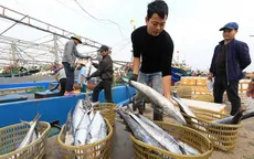 Cần làm gì để gỡ "thẻ vàng" trong khai thác hải sản?