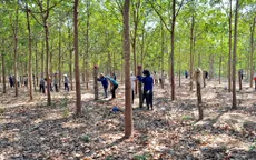 “Vàng trắng” lên giá - doanh nghiệp hưởng lợi