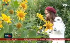 Lời nhắn gởi từ mùa hoa dã quỳ