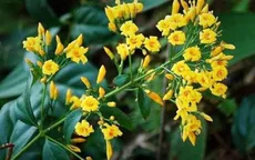 Bị mẹ mắng vì giành chơi game, 2 anh em ăn lá ngón tử vong