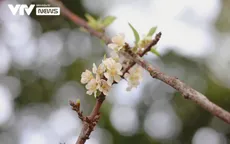 Hoa lê trắng xuống phố, người dân thích thú mua "chơi Tết" sớm