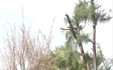 Người dân Đà Nẵng bức xúc vì hàng chục cây chắn gió ven biển bị chặt hạ