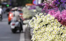 Cúc họa mi - "Nàng thơ" Hà Nội ngày chớm Đông