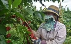 Cà phê được mùa, được giá