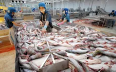 Xuất khẩu tăng, người nuôi cá tra vẫn thua lỗ