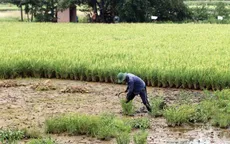TP Hồ Chí Minh sẽ chuyển đổi công năng hơn 900 ha đất trồng lúa