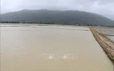 Hàng nghìn ha lúa tại nhiều tỉnh bị ngập úng