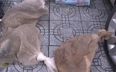 Phát hiện xe khách vận chuyển cầy hương không rõ nguồn gốc