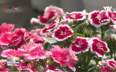 Đồng Tháp: Nông dân làng hoa thay đổi để thích nghi