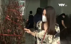 Hoa đào miền Bắc tại TP Hồ Chí Minh vẫn hút khách dù giá cao