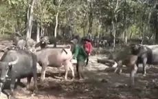 Trâu nuôi trong rừng