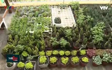 Nhà nhiều lá – dự án “xanh” của giới trẻ TP.HCM