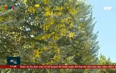 Đèo Mimosa nguy cơ không còn hoa Mimosa