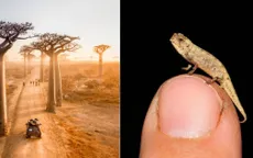 Phát hiện loài bò sát có kích thước nhỏ nhất thế giới