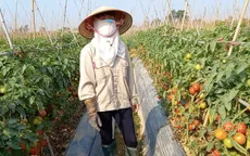 Nông dân Hải Dương có thể mất hàng trăm tỷ đồng vì nông sản ùn tắc
