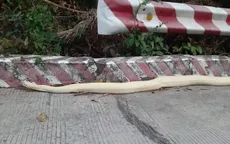 Trăn bạch tạng dài hơn 1m liên tục bò ra đường