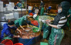 Thị trường Tết ông Công, ông Táo: Mẫu mã đa dạng, giá cá chép tăng gấp đôi