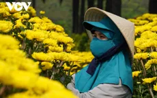 Người trồng hoa, bán hoa như “ngồi trên đống lửa” vì lo ế hàng dịp Tết