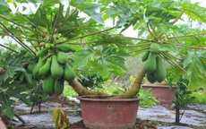 Chanh vàng, đu đủ mini bonsai "ăn khách" dịp cận Tết