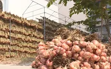 Nhiều diện tích rau màu tại Hải Dương chưa tiêu thụ được