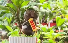 Đa dạng bonsai trâu chưng Tết