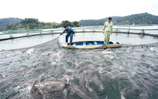 Người chăn nuôi điêu đứng vì cá tầm nhập lậu