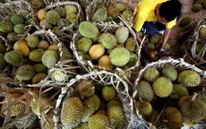 Sầu riêng Malaysia rớt giá vì COVID-19